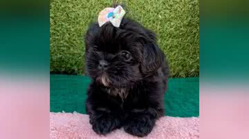 Reprodução/TikTok @lullyshi