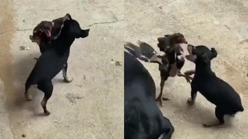 Reprodução/TikTok @amandamallur