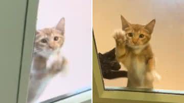 Reprodução / TikTok