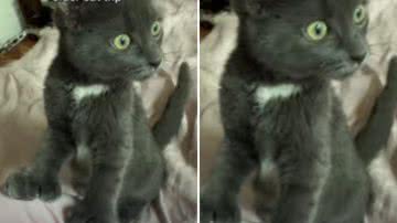 Reprodução / TikTok