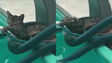 Reprodução/TikTok @papeandocomapsi