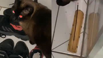 Reprodução/TikTok @eumelqueiroz