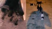 Reprodução/TikTok @wellington_11dsul