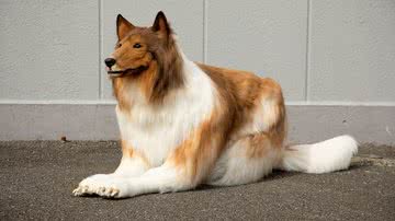 Reprodução/Twitter @zeppetJP