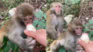 Reprodução/TikTok @monkey013a