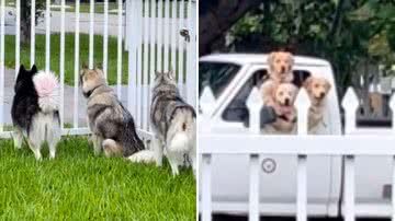 Reprodução / TikTok