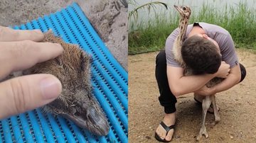 Reprodução/TikTok @osvaldoavestruz