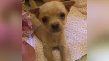 Reprodução/TikTok @anacsouza91