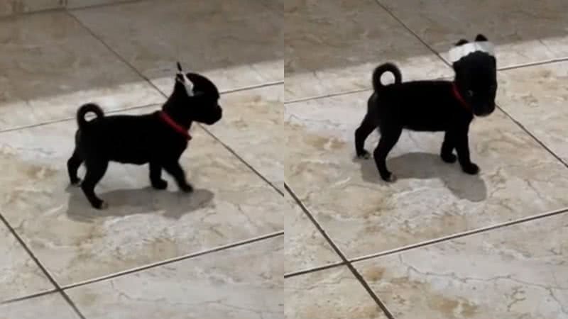 Reprodução/TikTok