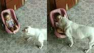 Reprodução/TikTok @redpitbull0