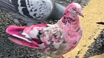 Reprodução / Greater Manchester Police