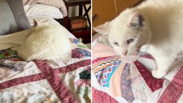 Reprodução / TikTok