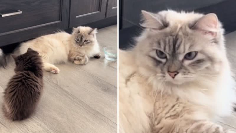 Reprodução / TikTok