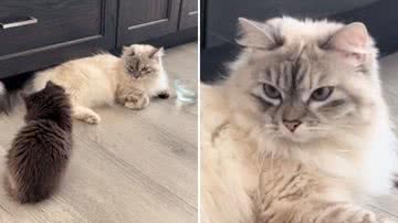 Reprodução / TikTok