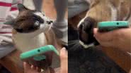 Reprodução / TikTok