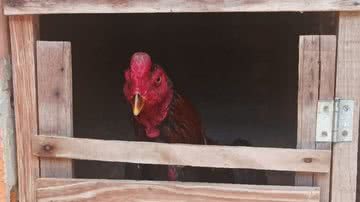 Divulgação/ SSP