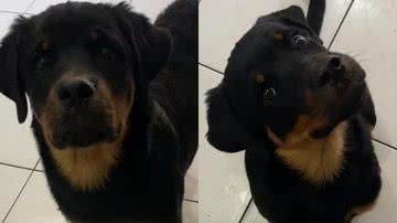 Reprodução/TikTok @asilveira23