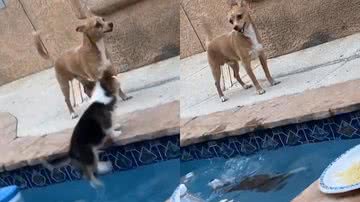 Reprodução/TikTok @archiethecorgi_