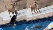 Reprodução/TikTok @archiethecorgi_