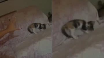 Reprodução / TikTok