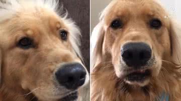 Reprodução / TikTok