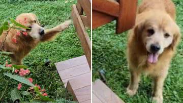 Reprodução / TikTok