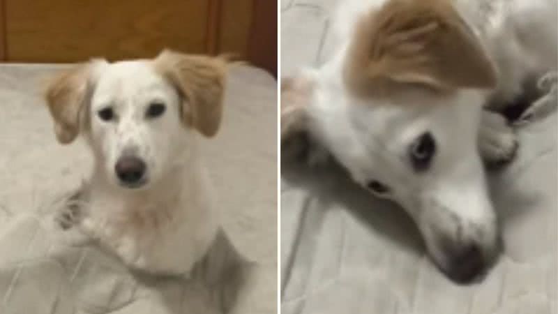 Reprodução / TikTok