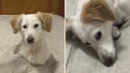 Reprodução / TikTok