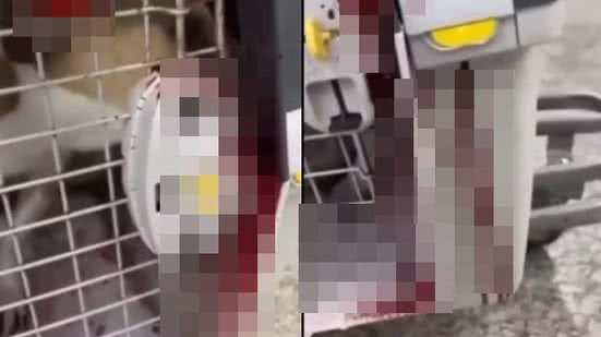 Reprodução//Vídeo