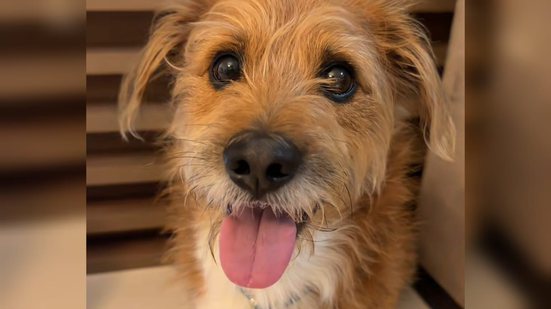 Reprodução / Tik Tok