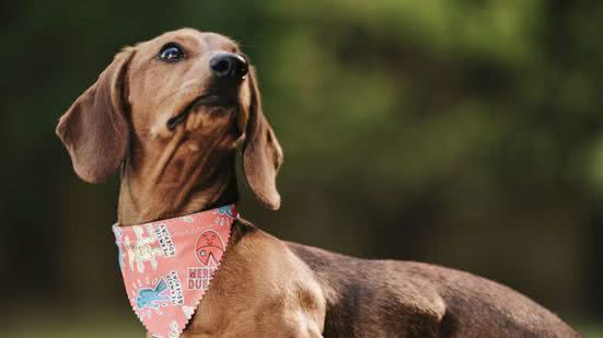 Ilustrativa | Freepik