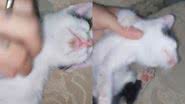 Reprodução//TikTok @bruu2.5