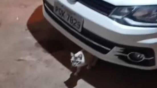 Reprodução/TikTok @r3natox3