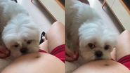 Reprodução/TikTok @sarahjamilless
