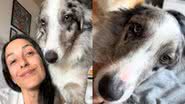 Reprodução// TikTok @2dogsemeio