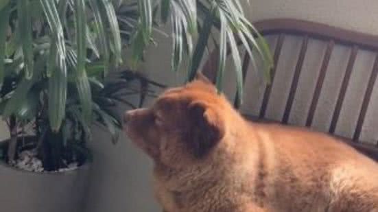 Reprodução/ TikTok @tedreischowchow