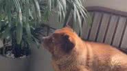 Reprodução/ TikTok @tedreischowchow