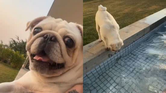 Reprodução/TikTok @livjcb