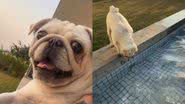 Reprodução/TikTok @livjcb