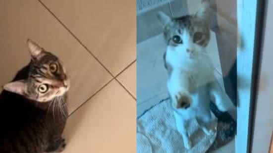 Reprodução/TikTok @thaisnperezz