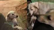 Reprodução/TikTok @joaoakel