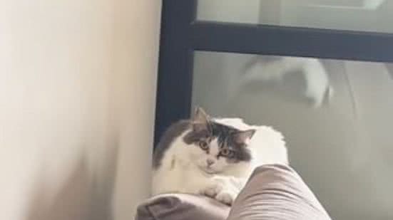Reprodução//TikTok @vetdanielaoecksler