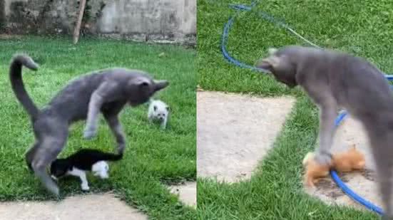 Reprodução/TikTok @gata_kelle