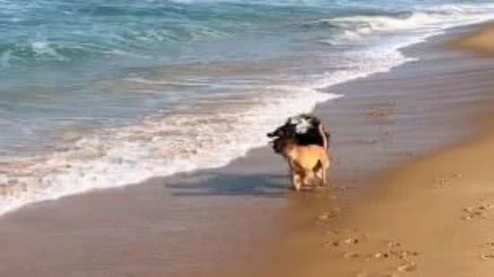 Reprodução/TikTok @sofikobas