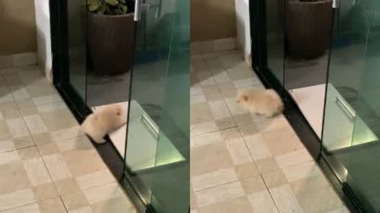 Reprodução/TikTok @diario.de.fred