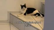 Reprodução// TikTok @camisfrazaop