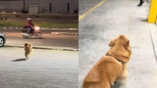 Reprodução/TikTok @bartolomeugoldenr