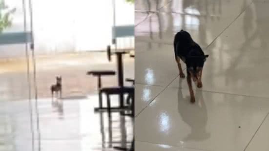 Reprodução// TikTok @lidepaula98