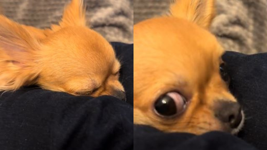 Reprodução// TikTok @tatuiraamarela