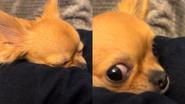 Reprodução// TikTok @tatuiraamarela